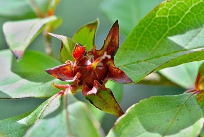 Stewartia sinensis - stewartie čínská - plod (zrající)
